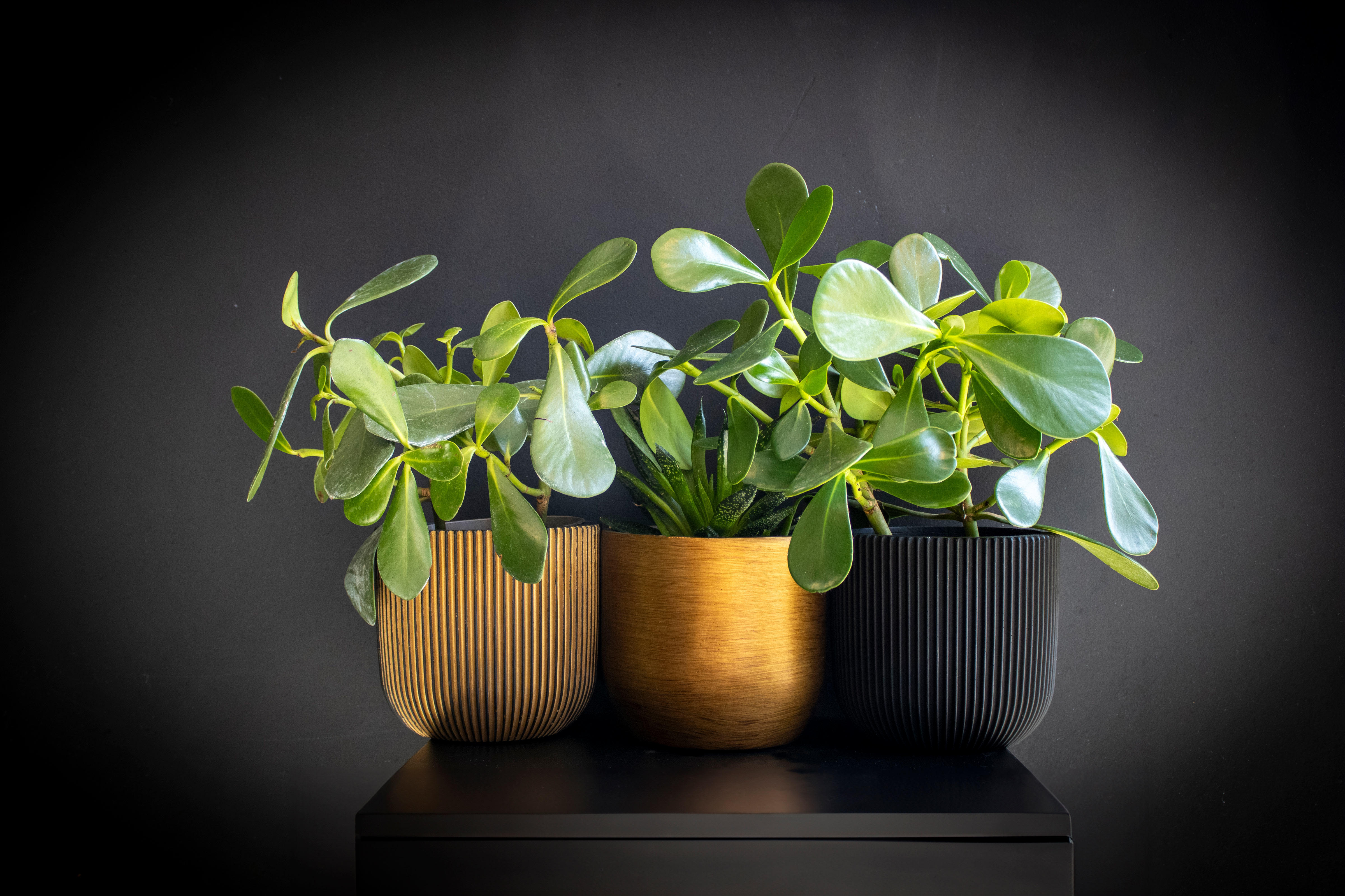 Pot Bol Groove Zwart Pot Bol Groove Zwart