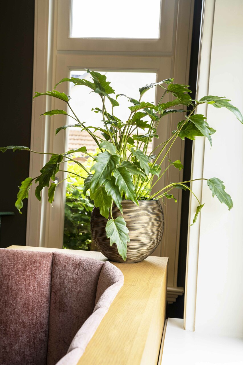 Vaas Bol Rib Zwart Goud