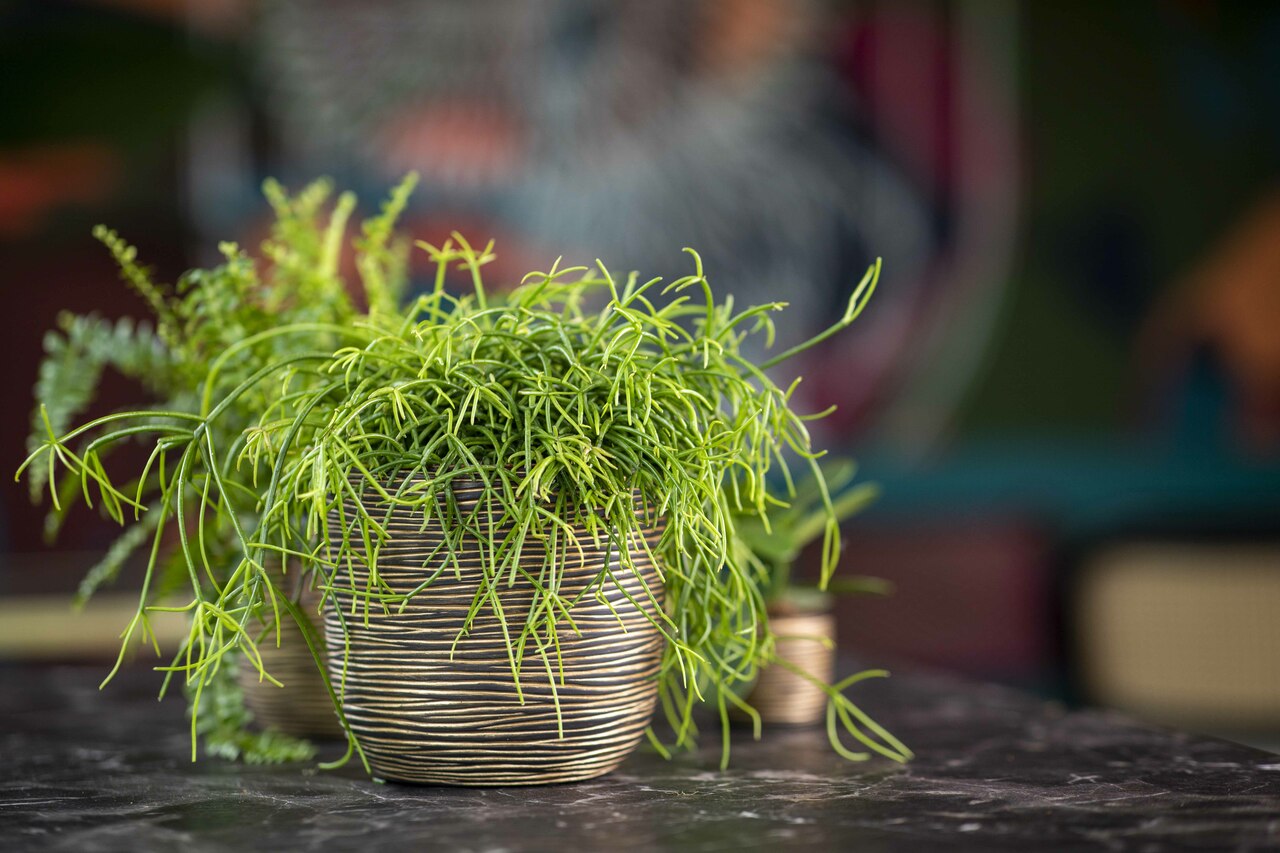 Pot Bol Rib Zwart Goud Pot Bol Rib Zwart Goud