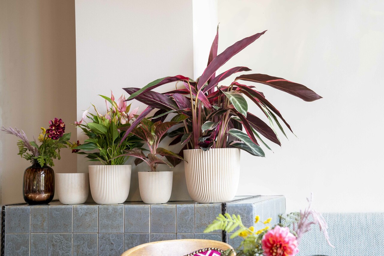 Pot Bol Groove Zaagsel Beige Pot Bol Groove Zaagsel Beige