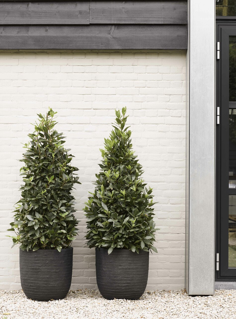 Pot Bol Row NL Zwart Pot Bol Row NL Zwart