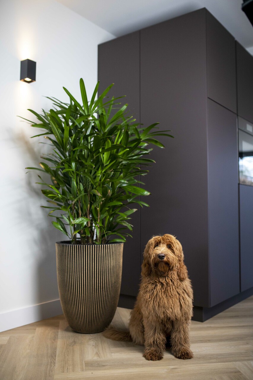 Vaas Elegant Laag Groove NL Zwart Goud